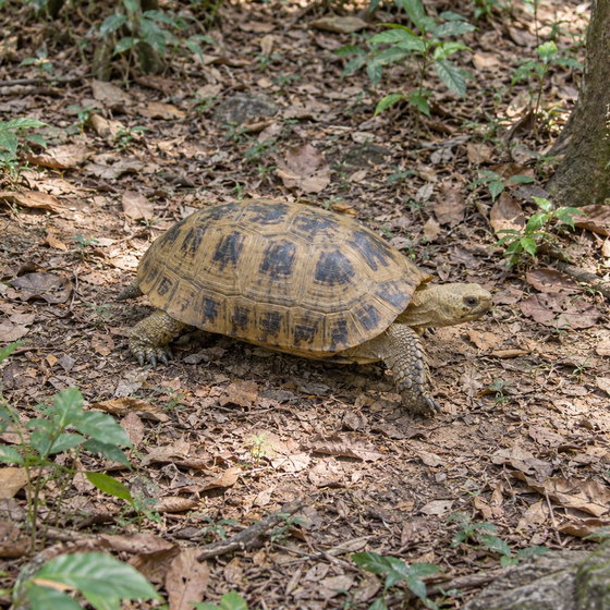 elongated tortoise
