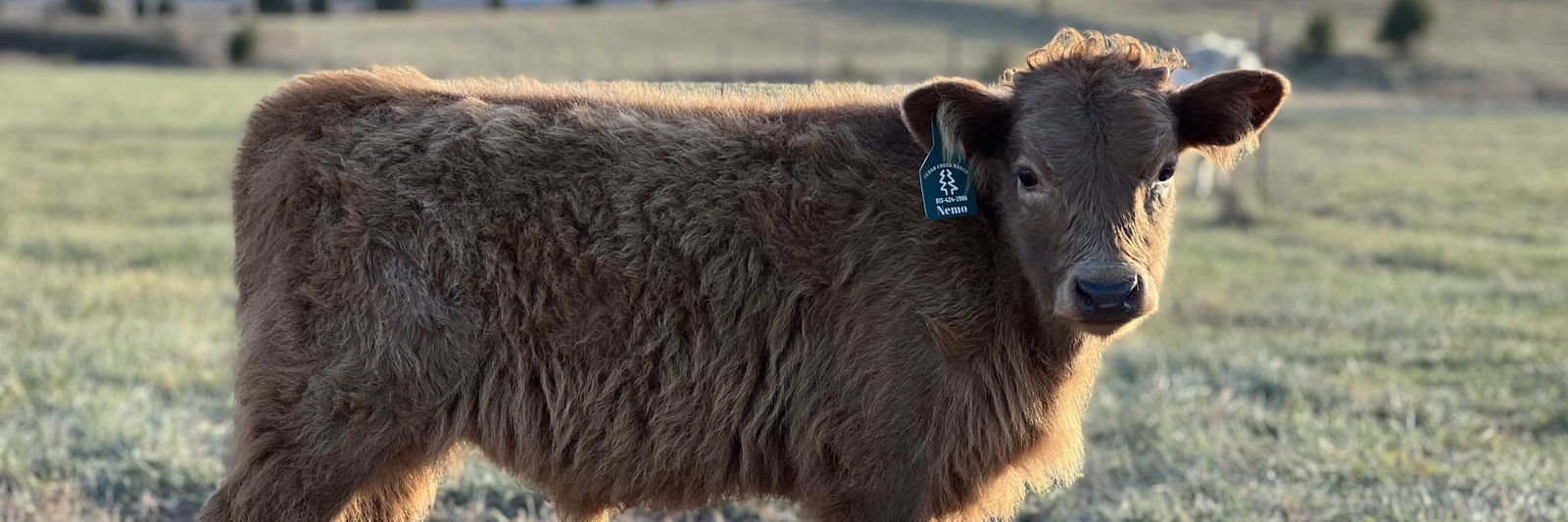 CCR Finding Nemo profile cover image