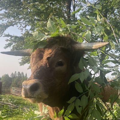 Taitor profile picture