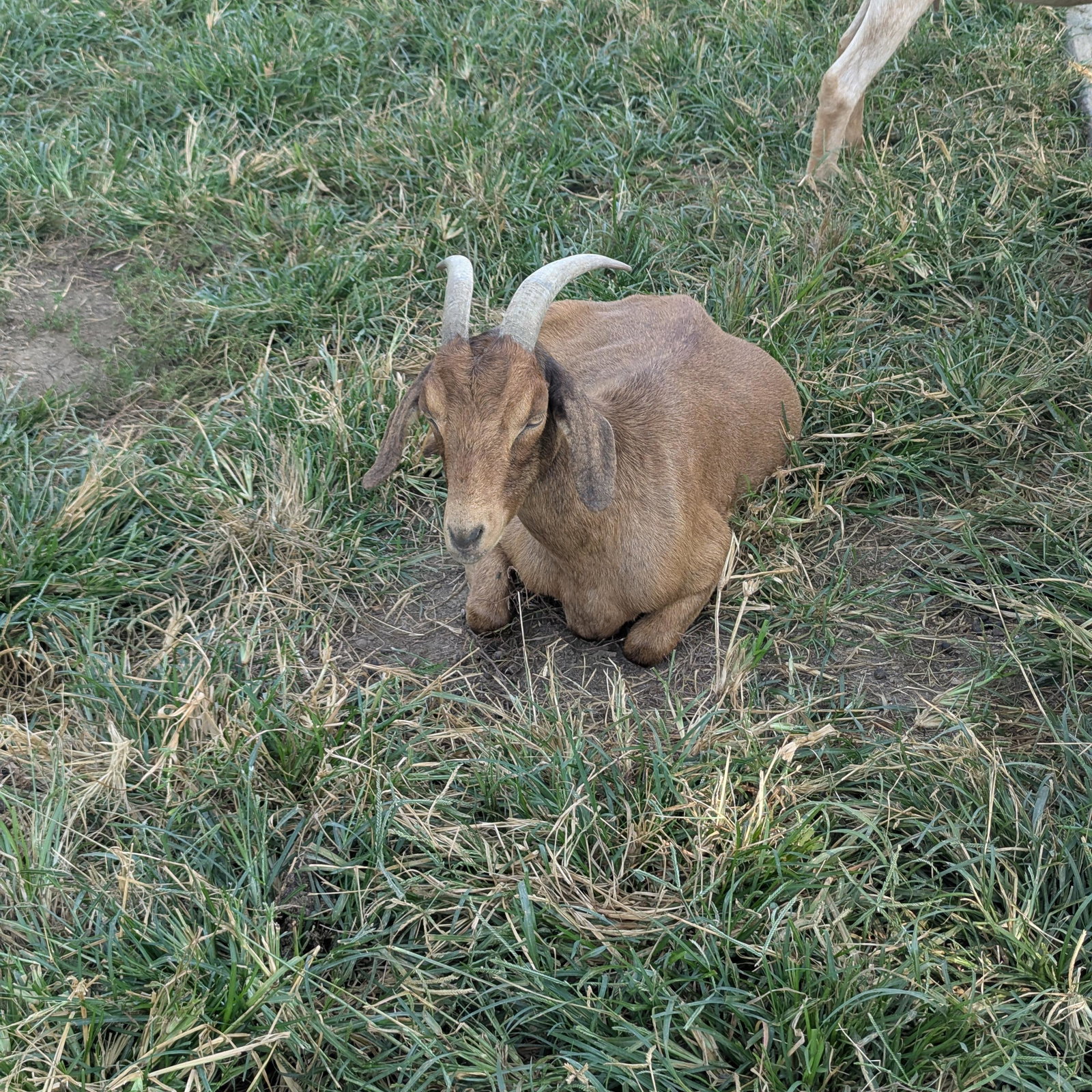 Coco