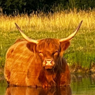 Lass profile picture