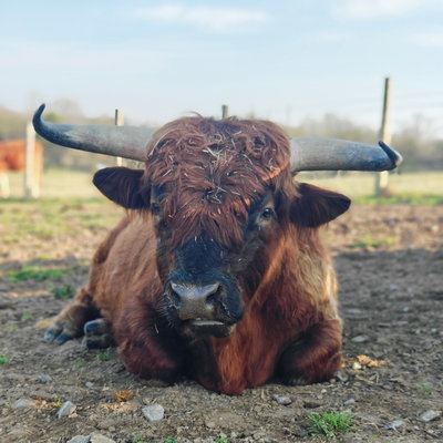 Roy profile picture
