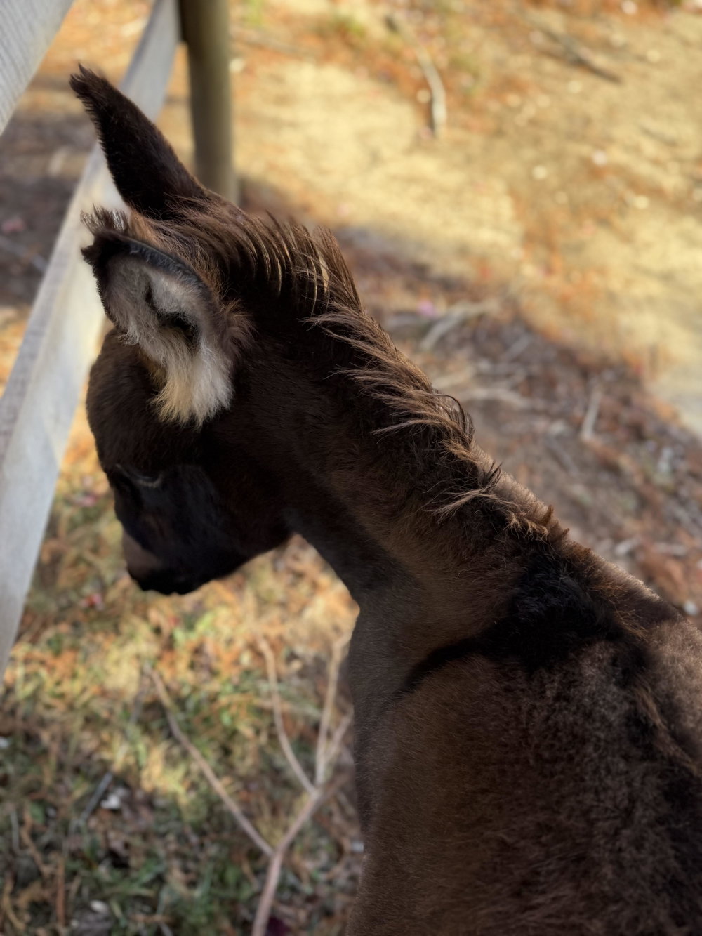 Gretchen, photo 6