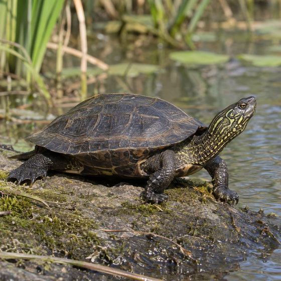 Reeves' turtle