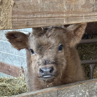 Dun Highland Bull/steer profile picture