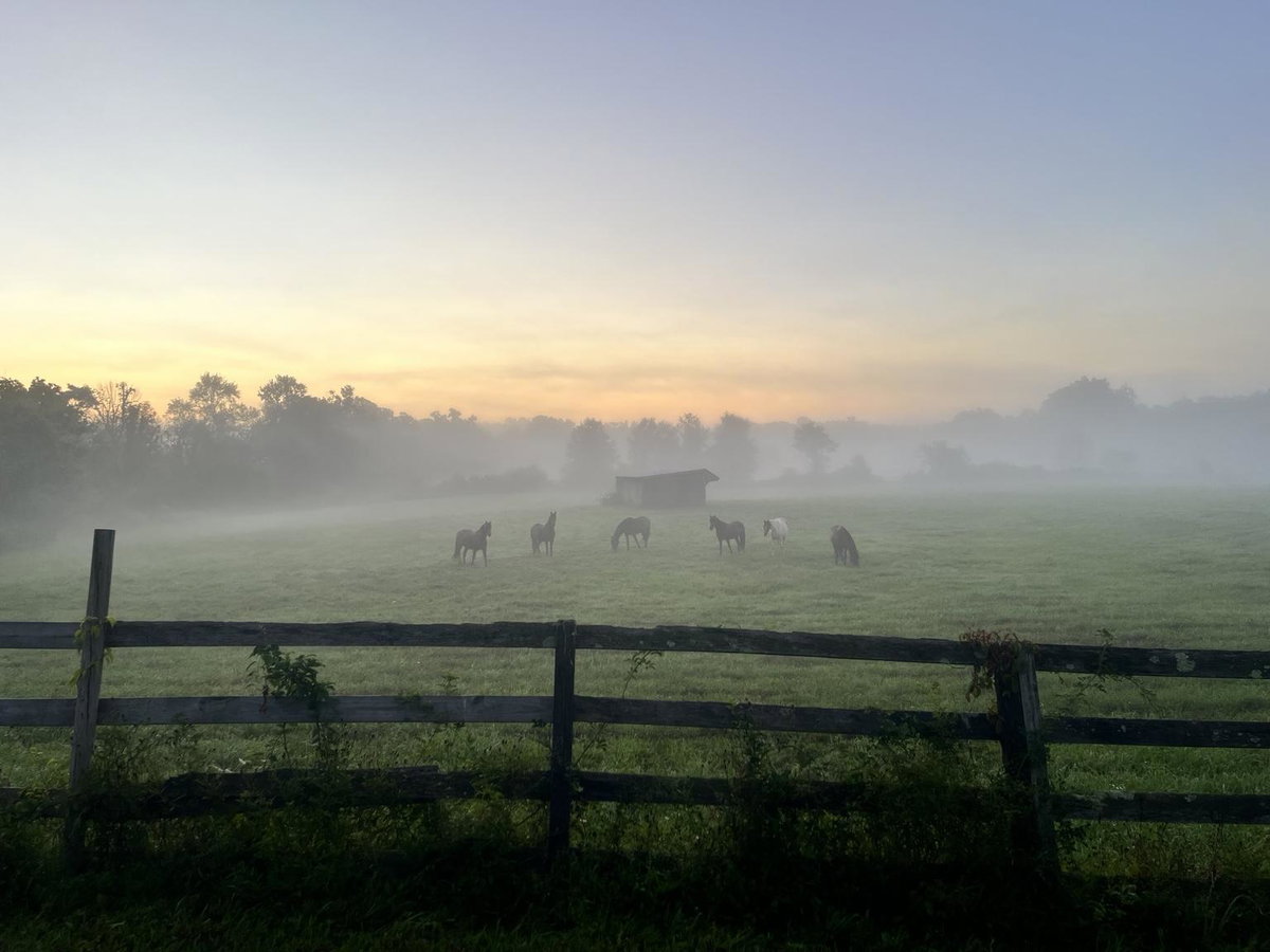 Goats & Friends: A Celtic Valley Wander (Farm Tour), photo 6
