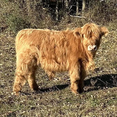 Heidi’s Angus profile picture