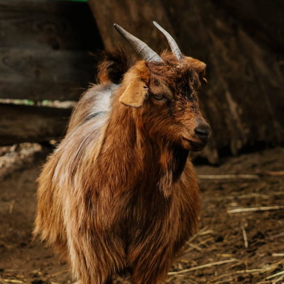 Nanny mcfee profile picture