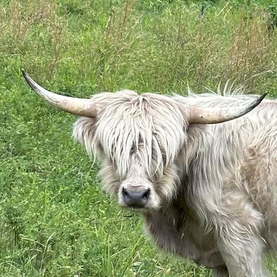 Chestnut Ridge Chester profile picture