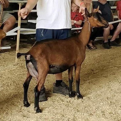 Half Barn Farm VL Pixy Stix profile picture