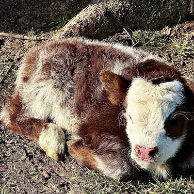 Raspberry profile picture