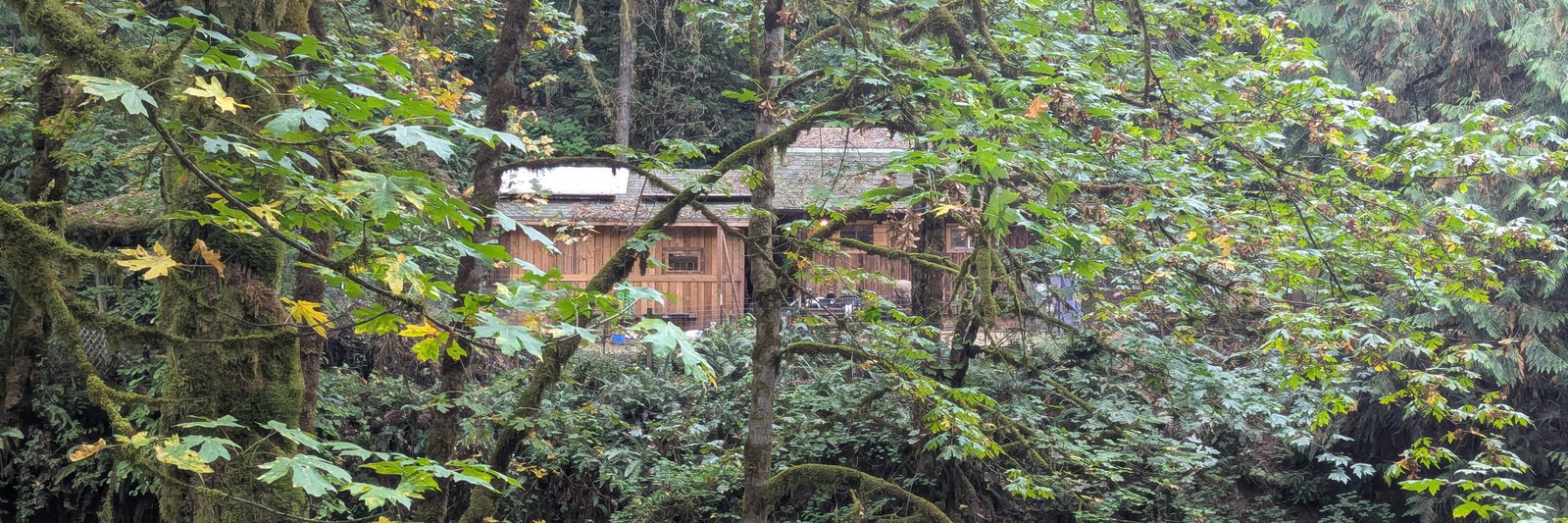 Shady Creek Homestead profile cover image
