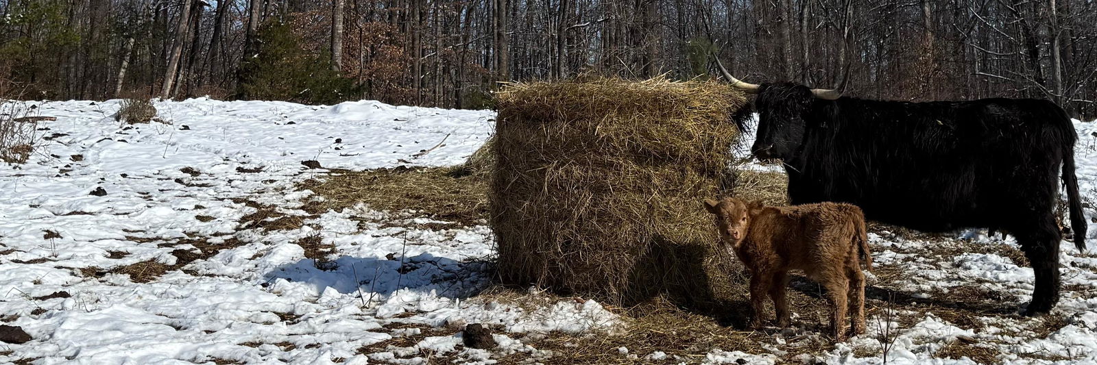 Ivar profile cover image