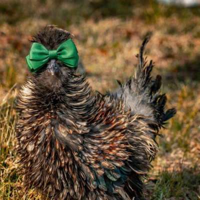 Tyga profile picture