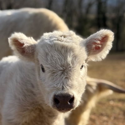 Geillis profile picture