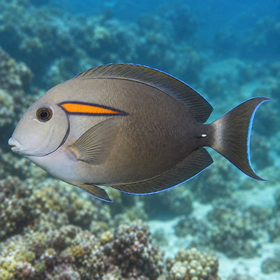 orangespot surgeonfish