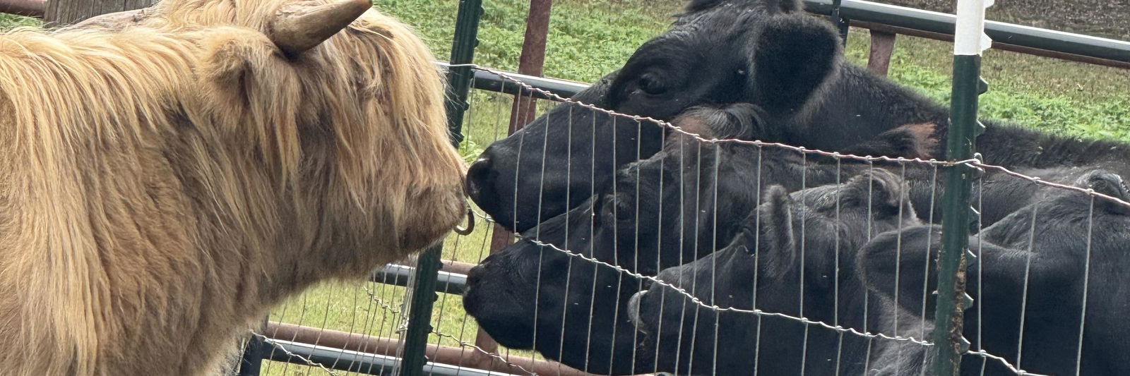 Morley profile cover image