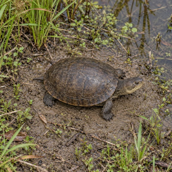 African dwarf mud turtle