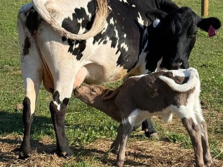 Dabby and bull calf