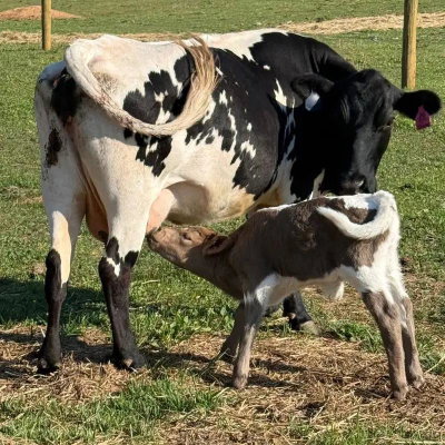 Dabby and bull calf profile picture