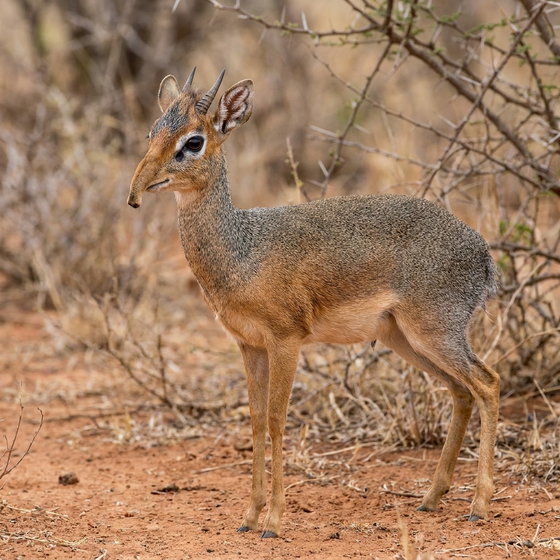 Kirk's dik-dik