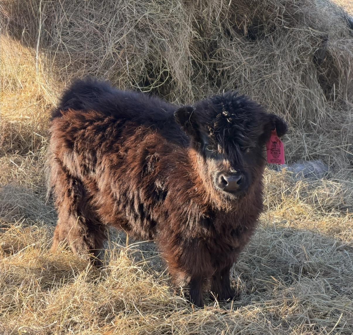 A Peculiar Farm Wednesday