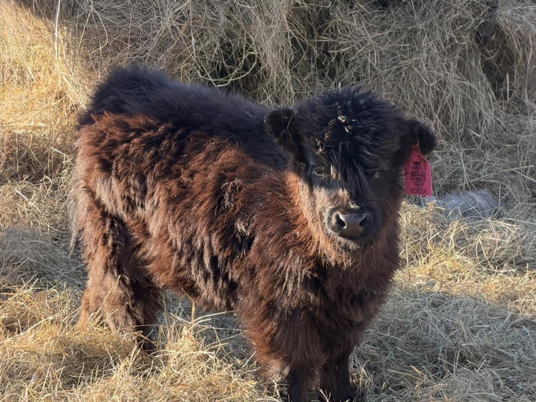 A Peculiar Farm Wednesday