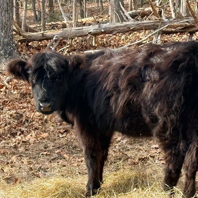 Joleen profile picture