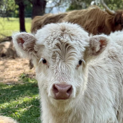 Kirstie profile picture