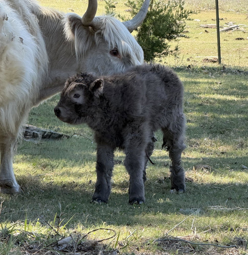 Dun bull calf, photo 4