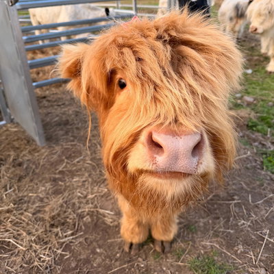 Bella profile picture