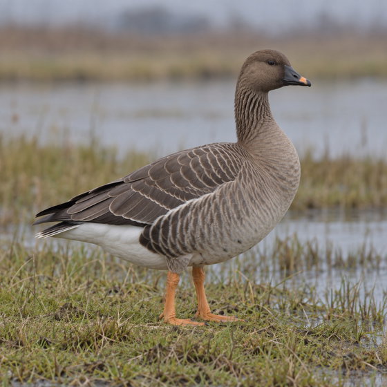 tundra bean goose
