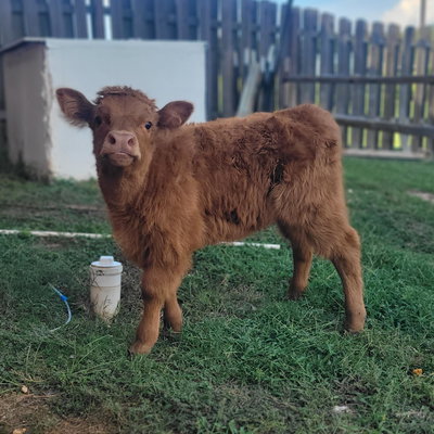 Buttercup profile picture