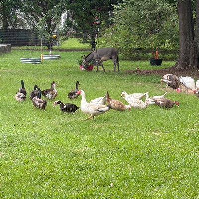 The Quack Pack profile picture