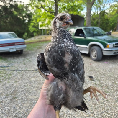 Chicky 23 profile picture