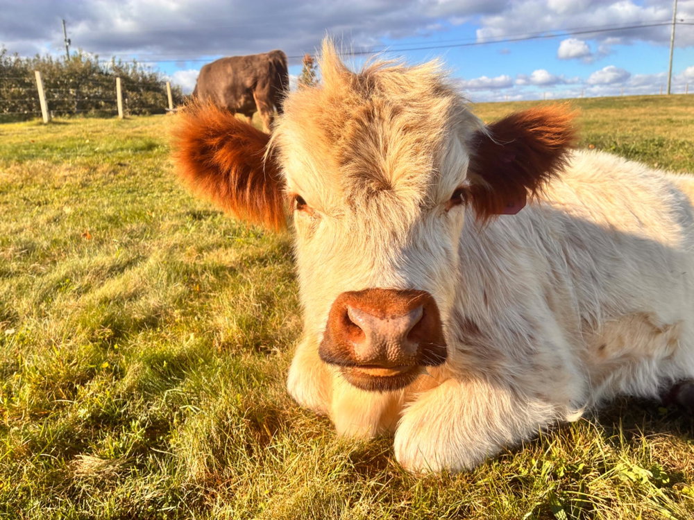 Private cow cuddle session, photo 2