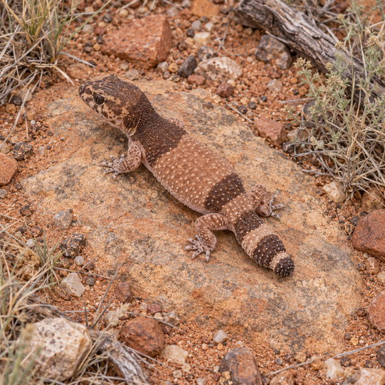 southern banded knob-tailed gecko