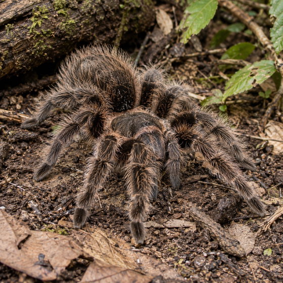 curly hair tarantula