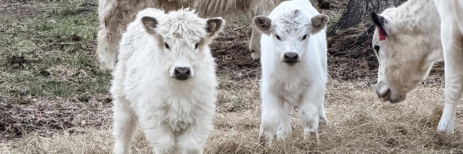 Eva Miglionico & Jessie Christ profile cover image