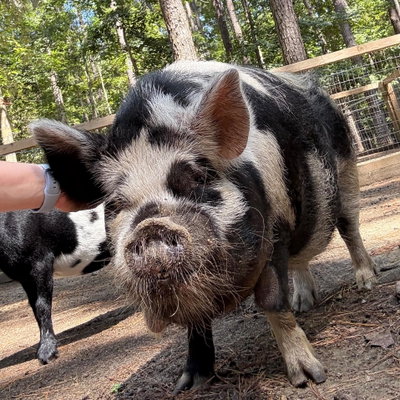 Oreo profile picture