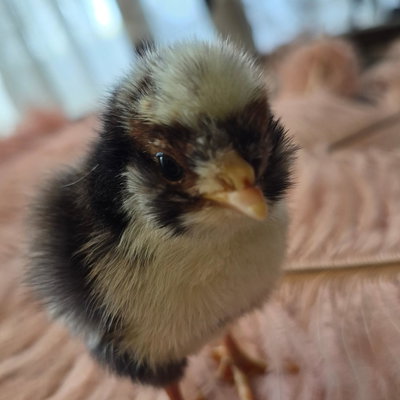 Chicky 7 profile picture