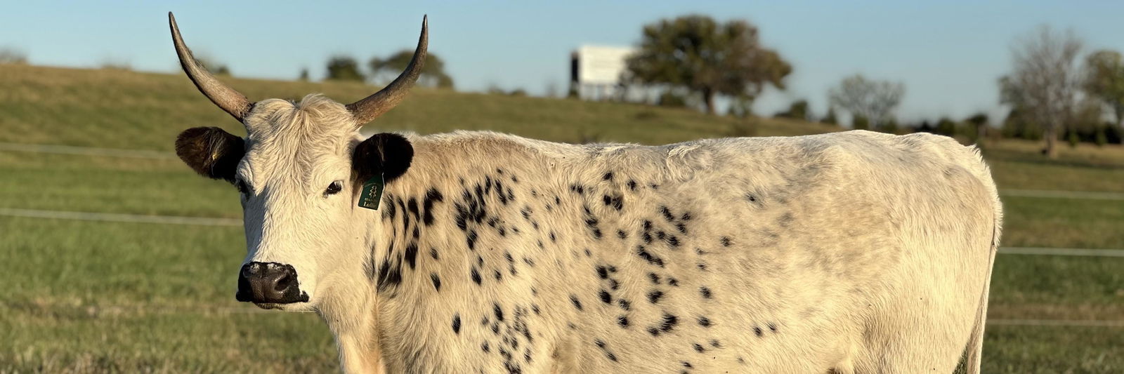 PA Lollie profile cover image