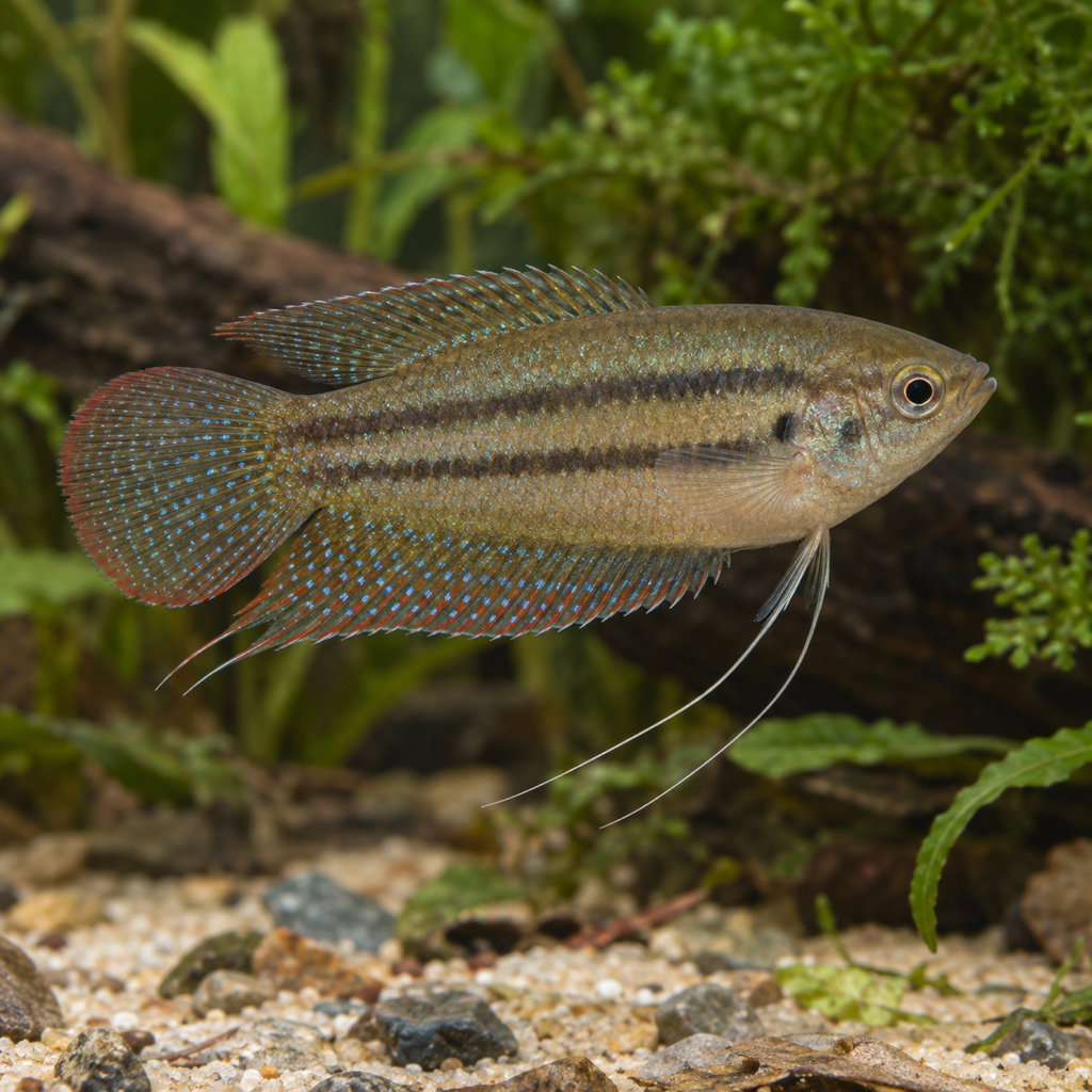 croaking gourami