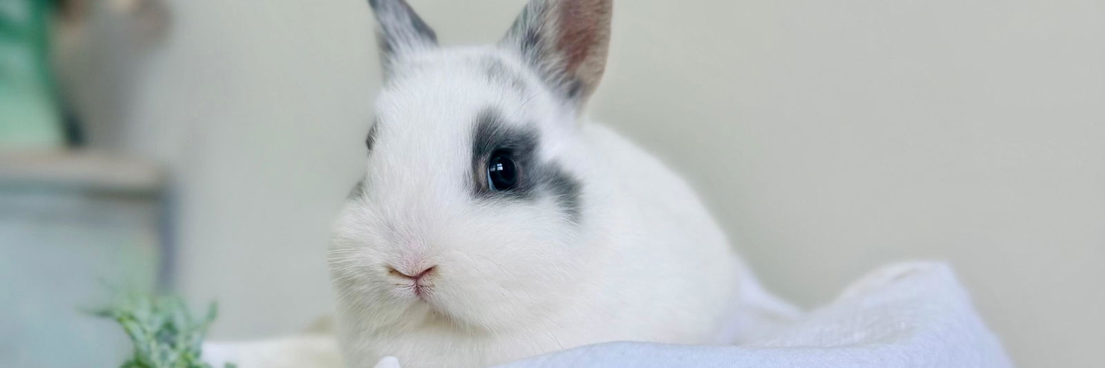 Wren | Netherland Dwarf | Female profile cover image