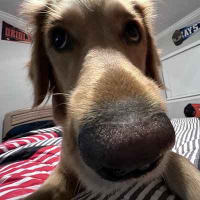 Bailey profile picture