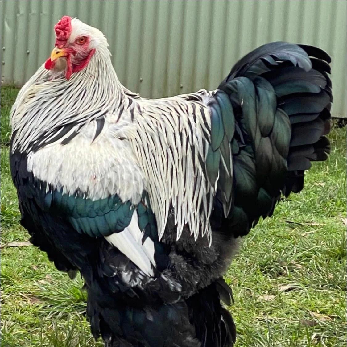 Robert the Rooster