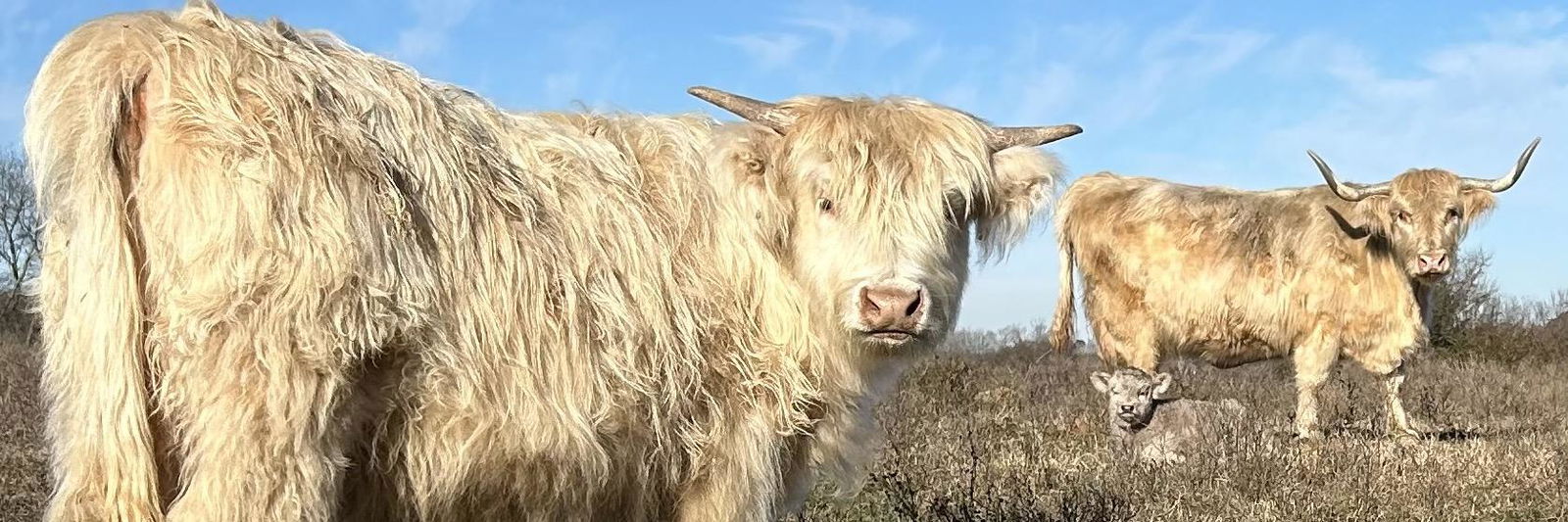 Jeffrey Brown profile cover image