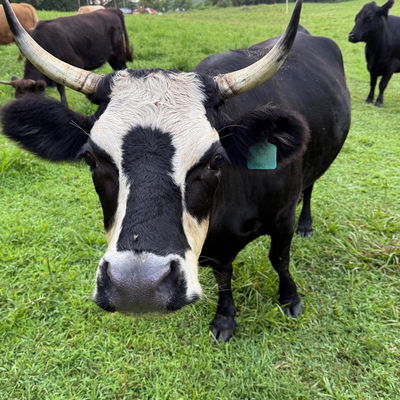 Matilda profile picture