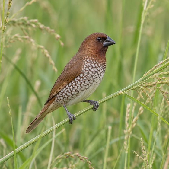 scaly-breasted munia