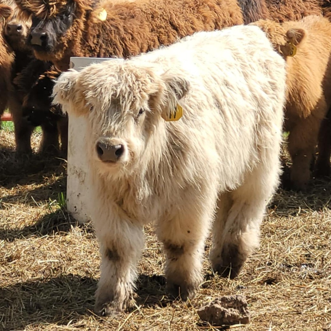 Chandlerfarms profile picture
